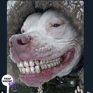 Meet your Posher, Bo